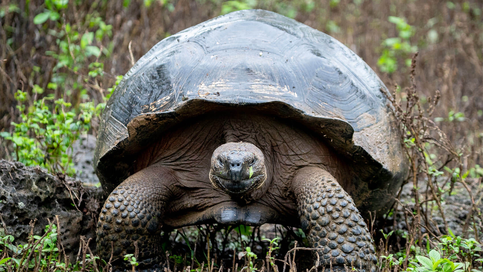 galapagos-isla-highlands
