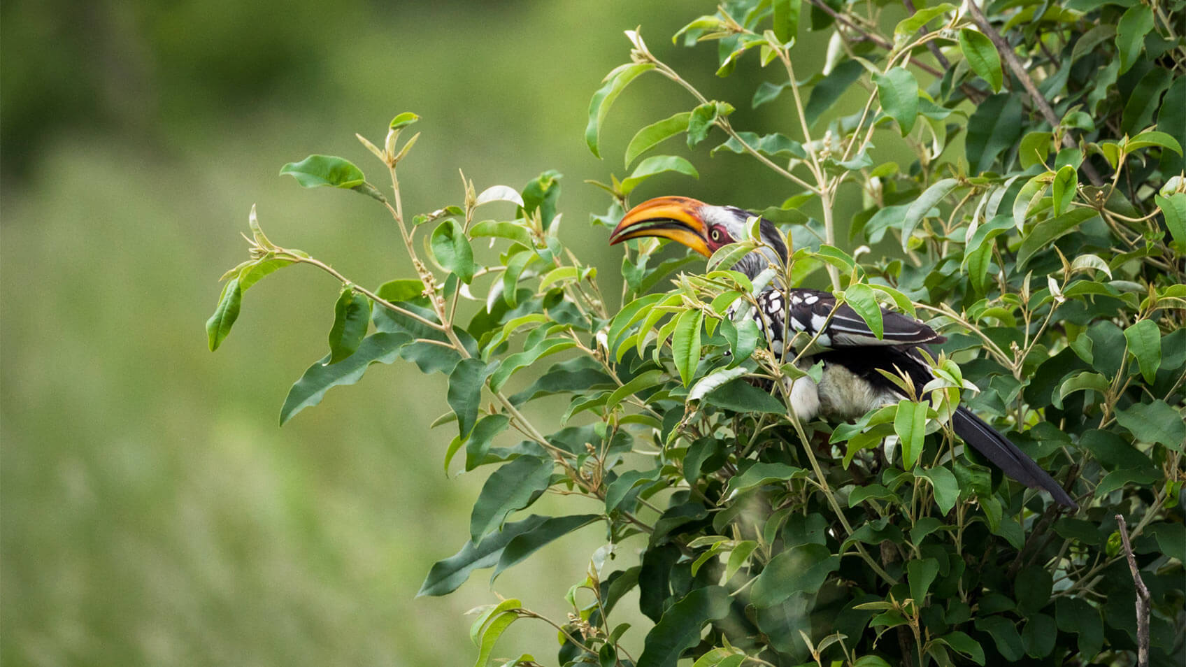 zimbabwe-hwange-national-park
